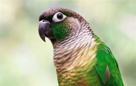 Green Conure Bird