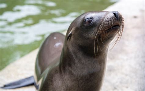 Two orphaned sea lions find a home at Point Defiance Zoo - Metro Parks ...