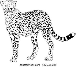 6,680 Cheetah Outline Drawing Royalty-Free Photos and Stock Images | Shutterstock