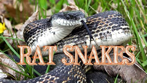 The striking Rat Snakes of Southern Illinois and Snake Road. - YouTube