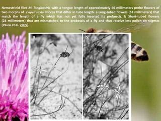 COEVOLUTION OF PLANT AND INSECT POLLINATORS | PPT