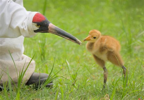 Endangered Whooping Cranes Make a Major Comeback at Freeport-McMoRan ...