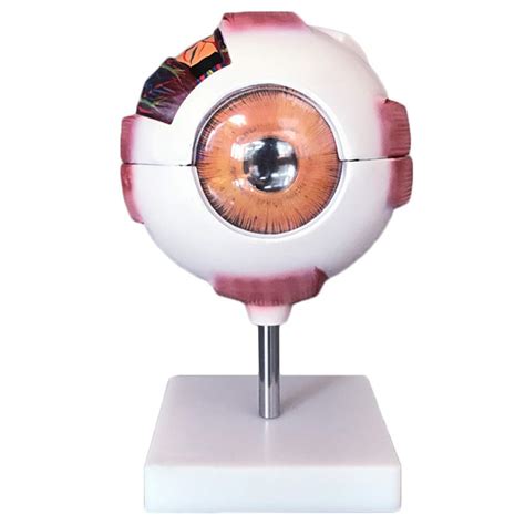 Buy Educational Model Eye Anatomical Model - 6 X Magnification Human ...