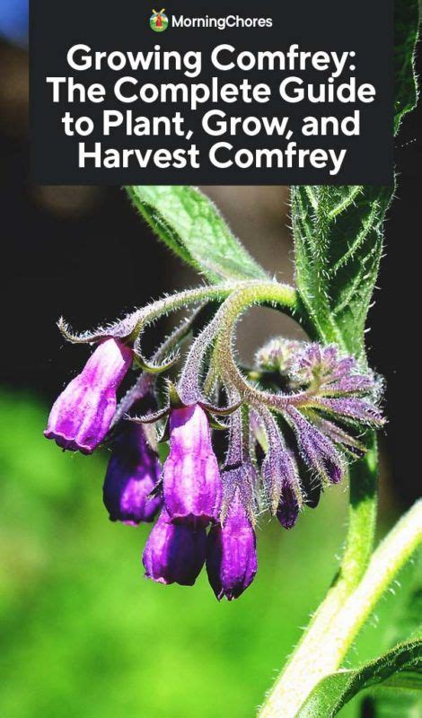 Growing Comfrey: The Complete Guide to Plant, Care, and Harvest Comfrey | Organic vegetable ...