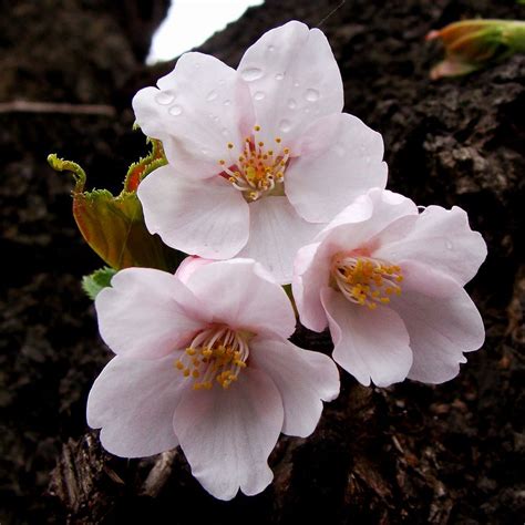 ファイル:ソメイヨシノの花.JPG - Wikipedia