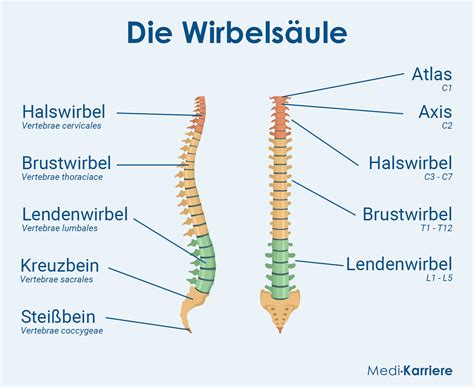 Steißbein: Anatomie, Funktion und Schmerzen | Medi-Karriere