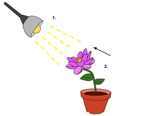 Phototropism - Definition, Examples and Quiz | Biology Dictionary