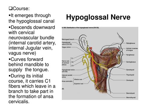 PPT - The Cranial Nerves XI-XII Accessory Nerve and Hypoglossal Nerve PowerPoint Presentation ...