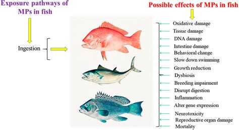 Frontiers | Effects of Microplastics on Fish and in Human Health