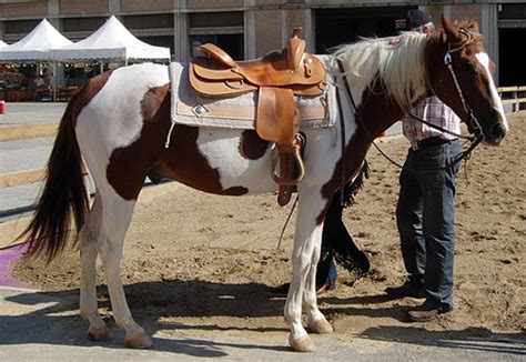 Horses Lovers: Paint / Pinto White Pattern