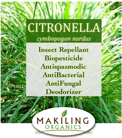 Benefits and uses of Citronella | Citronella plant, Makiling, Citronella