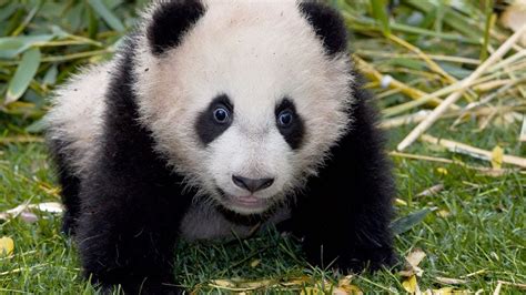 Panda Palooza: Six Giant Panda Cubs Born at San Diego Zoo - YouTube