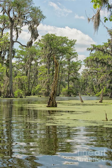 Swamp landscape Louisiana Photograph by Patricia Hofmeester