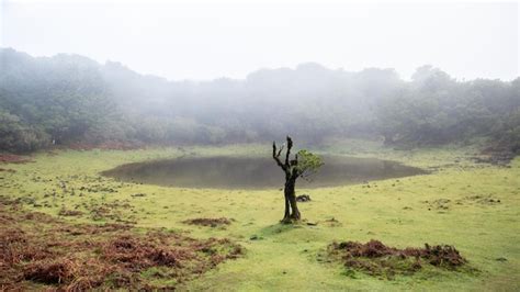 Premium Photo | Fanal forest in madeira