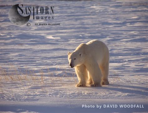 Male Polar Bear (Ursus maritimus), Wapusk National Park, Manitoba ...