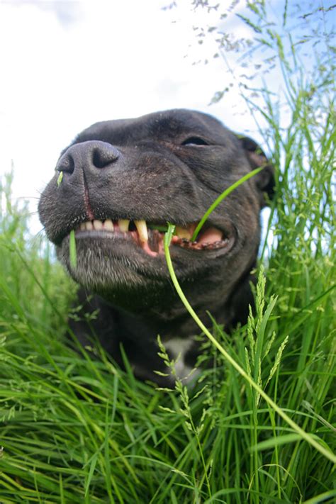 Your Dog Loves Eating Grass, But Not For The Reasons You Think ...