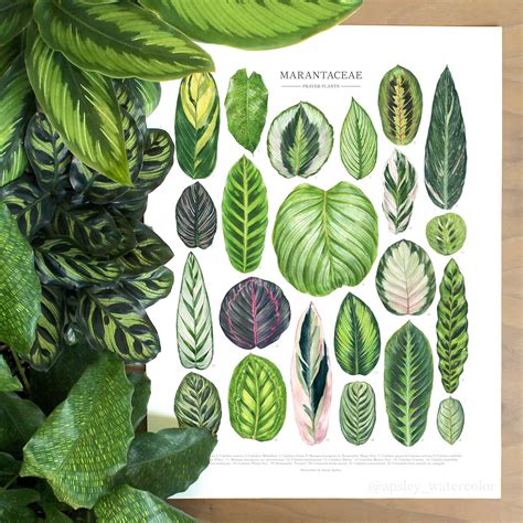 Marantaceae Species Print Tabla de identificación de | Etsy