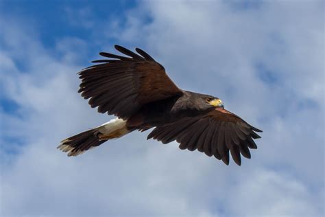 Harris's Hawk - Wildlife Vagabond