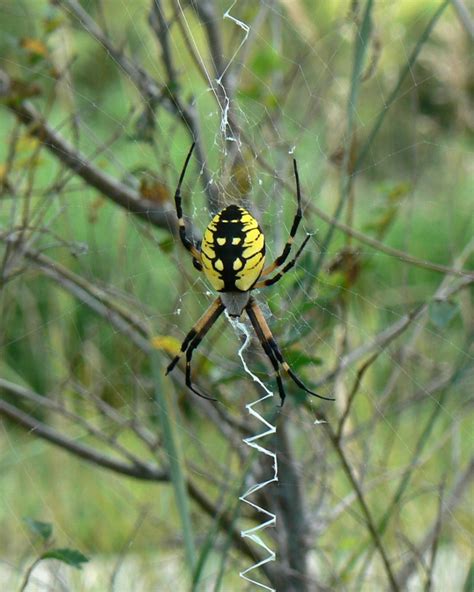 Yellow Garden Spider