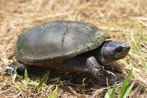 Yellow Mud Turtle (Turtles of North America) · iNaturalist