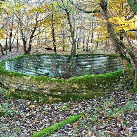 Dog walk at Savernake Forest · Wiltshire · Walkiees