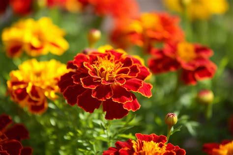 Red Marigold Flower Meaning, Symbolism & Spiritual Significance - Foliage Friend - Learn About ...