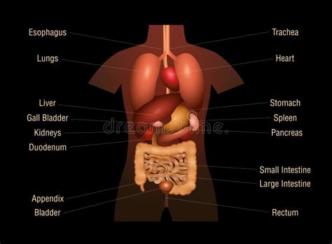 Human Body Organs Diagram Appendix