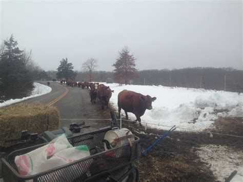 Cattle drive at Green Pastures Farm during winter snow storm – Green ...