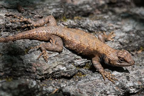 Maryland Biodiversity Project - Eastern Fence Lizard (Sceloporus undulatus)