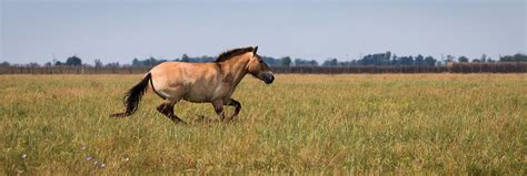 Mongolian Horses - Breed Facts, Info, And Conservation Attempts