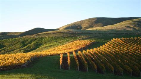 Marlborough: Wineries Visit with Tastings and 2-Course Lunch | GetYourGuide