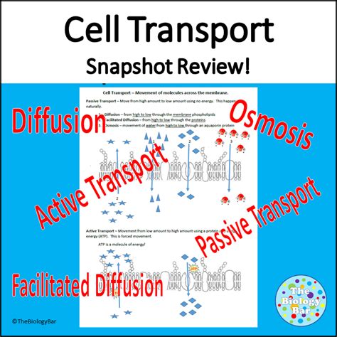 Cell Transport Types - Made By Teachers