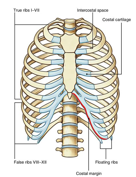 Rib Cage Anatomy – Earth's Lab