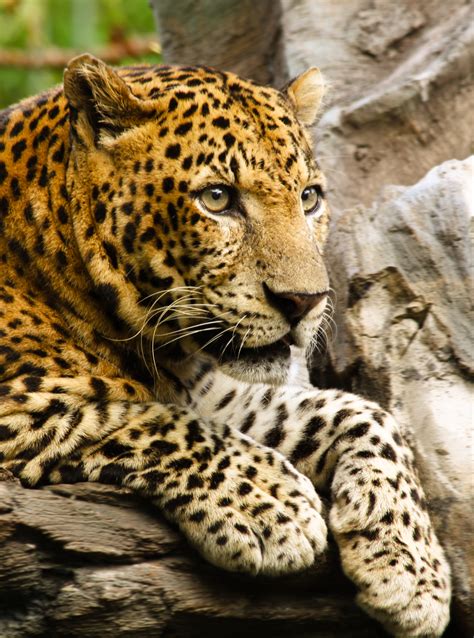 File:Panthera pardus close up.jpg - Wikimedia Commons