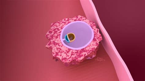 2D Gastrulation Animation (GENCOUN)