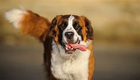 Razas de perros grandes que necesitan mucho espacio