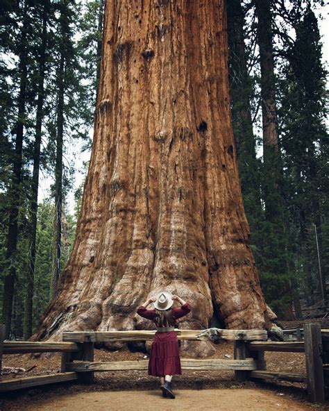 General Sherman Tree Branch