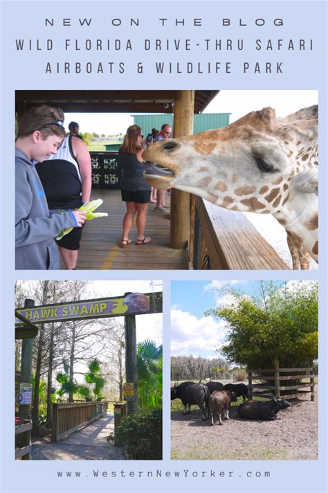 Wild Florida Drive-thru Safari Airboats & Wildlife Park - The Western ...