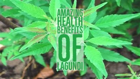 9 Amazing Health Benefits Of Lagundi - pangbenta.com