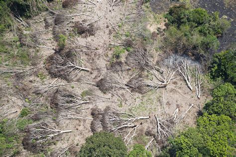 Business as Usual: A Resurgence of Deforestation in the Brazilian ...