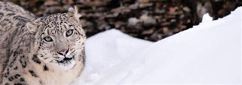 Winter Wildlife Photography Workshop 2011 - Jeff Wendorff Photography