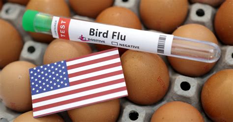 US is '18 months or so' away from finding bird flu vaccine, says ...