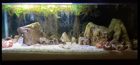 Brackish Water Aquarium Guide: From Setup to Maintenance