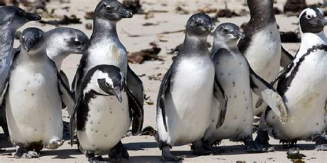 Cape Town Attractions - Boulders Beach Penguins - CT Tourism