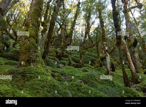 Moss covered Beech Forest, New Zealand Stock Photo - Alamy