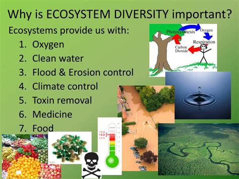 PPT - What are the benefits of biodiversity? PowerPoint Presentation - ID:2680916