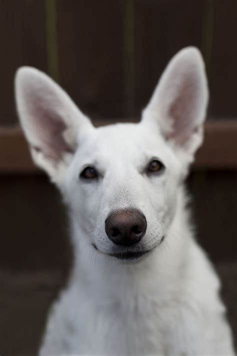 14 Small White Dog Breeds to Add to Your Family ASAP | White dog breeds ...