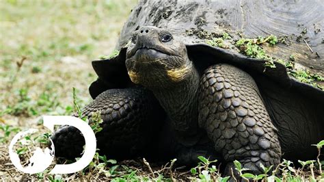 The Biggest Tortoise In the World | Big Pacific - YouTube