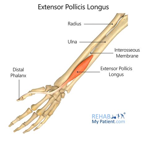 Extensor Pollicis Brevis Pain