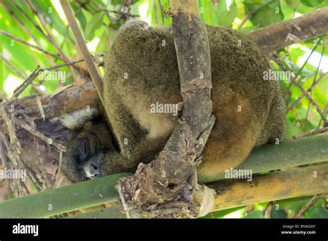 Greater Bamboo Lemur, Prolemur simus, Ranomafana National Park, Madagascar Stock Photo - Alamy